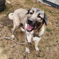 Photo of Hala (68068)