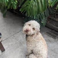 Photo of Gnocchi Russelton