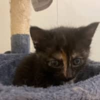 Photo of Daenerys