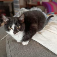 Photo of Mrs Pickles