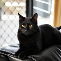Photo of Nemo