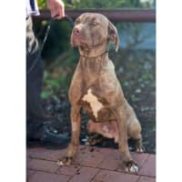 Photo of Biscuit