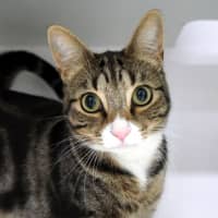 Photo of Gidget Sua014674