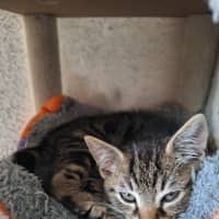 Photo of Willow