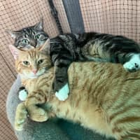 Photo of Henry Smith ** 2nd Chance Cat Rescue **