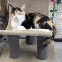 Photo of 🎀 Lucinda 6643 🎀