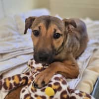 Photo of Maple