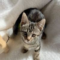 Photo of Little Pebble