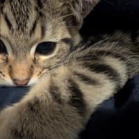 Photo of Tommy (Green Goblin)