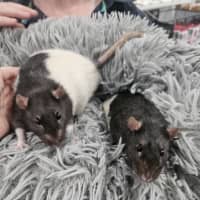 Photo of Pickle 