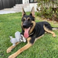 Photo of Yide   18 Month Old German Shepherd