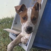 Photo of Bandit
