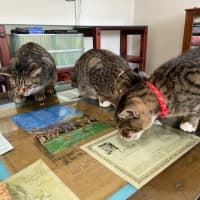 Photo of Ron (Weasley) Of Harry Potter Fame