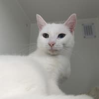 Photo of Pearl