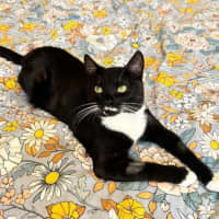 Photo of Flint   Located In Keilor Downs