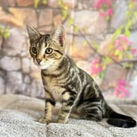 Photo of Bay  In Foster Care In Greensborough