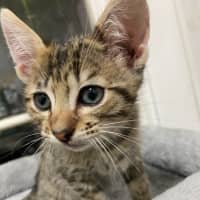 Photo of Gadget