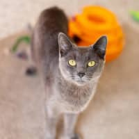 Photo of Violet (Bella)