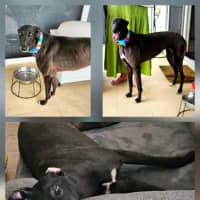 Photo of Freda, The Greyhound