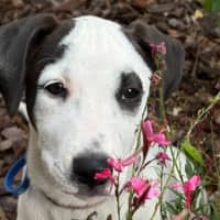 Photo of Sugar 