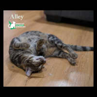 Photo of Alley