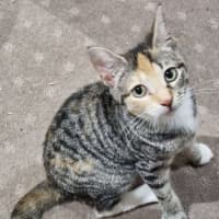 Photo of Callie