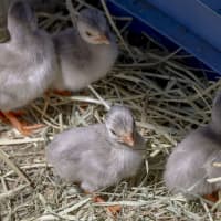 Photo of Baby Guinea Fowls