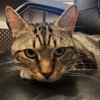 Photo of Galahad