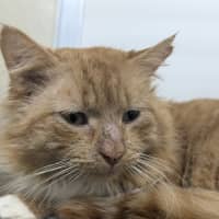 Photo of 🦁 Caspian 5401 🦁