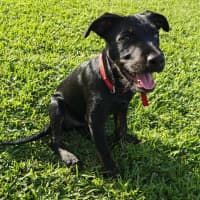 Photo of Oscar   4 Month Old Kelpie X Wolfhound