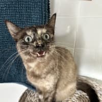 Photo of Paige   Located In Lower Plenty