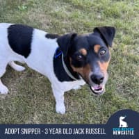 Photo of Snipper   3 Year Old Jack Russell