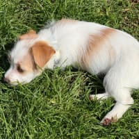 Photo of Sisu
