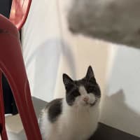 Photo of Dimple