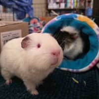 Photo of Rufus & Ringo