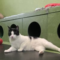 Photo of Handsome Sam