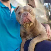 Photo of Ollie