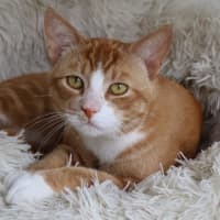 Photo of Pumpkin   Now Available Pet Quarters Glendale