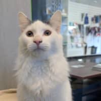 Photo of Nimbus (Snuggles) 