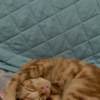 Photo of Roy Harper **2nd Chance Cat Rescue**
