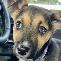 Photo of Minnie   9 Week Old Kelpie X Border Collie