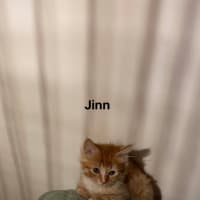 Photo of Jinn