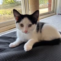 Photo of Oreo   Reduced Adoption Fee