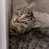 Photo of Bunny Rabbitt