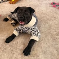 Photo of Bindi
