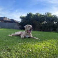 Photo of Lloyd   2 Year Old Aussie Bulldog X
