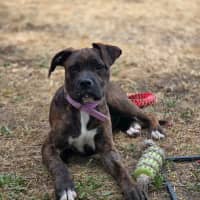 Photo of Willow