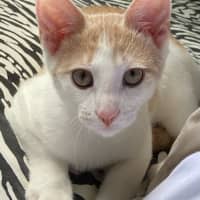 Photo of Peanut