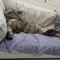 Photo of Lexi   Assisted Rehome ❤️🐶