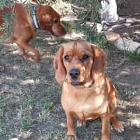 Photo of Sage